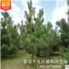 黑松基地大量銷售造型美觀價格優美造型黑松 綠化園林基地造型松