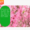 基地直銷 花桃 各種規格 品種齊全 紅葉碧桃 量多優惠