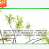 基地直銷優(yōu)質(zhì)綠化苗木喬木 火炬樹 火炬樹小苗 價格優(yōu)惠 量大從優(yōu)