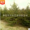 供應(yīng) 紅皮云杉1-6米 紅皮密枝云杉 假青扦云杉 東北云杉價格行情