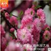 榆葉梅 榆葉梅苗 苗木基地直銷 苗木公司 綠化工程