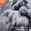 常年出售綠化工程雪松 行道觀賞雪松 景松整形 易成活 管理