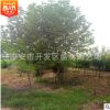 供應(yīng)工程用綠化樹木 5公分紫玉蘭白玉蘭樹苗 園林綠化