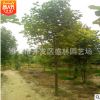 山東玉蘭樹苗基地 8公分玉蘭樹苗 各種玉蘭樹苗 量大優(yōu)惠