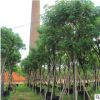 福建黃花槐基地直銷 大量批發 園林景觀工程供應 規格齊全