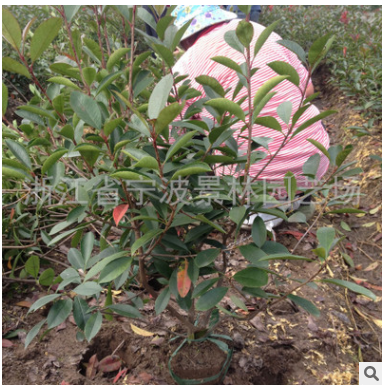 批發(fā)園林綠化工程 苗木 紅葉石楠小毛球蓬50-60大 高70-80-90