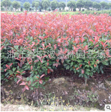 供應(yīng)綠化 苗木 樹(shù)苗 紅葉石楠球 冠幅80公分至1米 石楠球批發(fā)