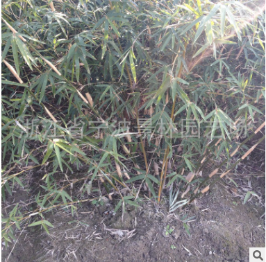 浙江寧波花木場(chǎng)產(chǎn)地批發(fā)園林綠化工程苗木慈孝竹 多規(guī)格孝順竹