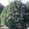 批發園林綠化工程 苗木 桂花樹 大金桂樹苗 多種規格桂花球批發