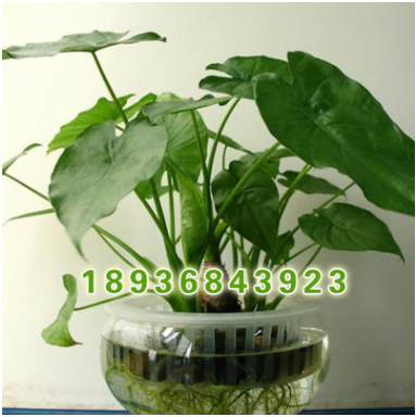 種植基地直銷優(yōu)質(zhì) 滴水觀音盆栽 觀葉植物滴水觀音 凈化空氣 水培