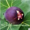 大量批發(fā)日本紫果 無花果苗 果特大 特豐產(chǎn) 抗寒性強 品種齊全