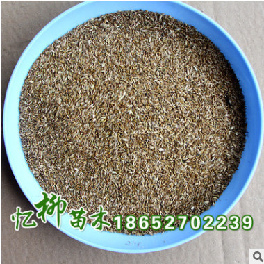 供應結縷草種子 草坪 保證質量 草坪苗 結縷草護坡草坪 量大從優(yōu)