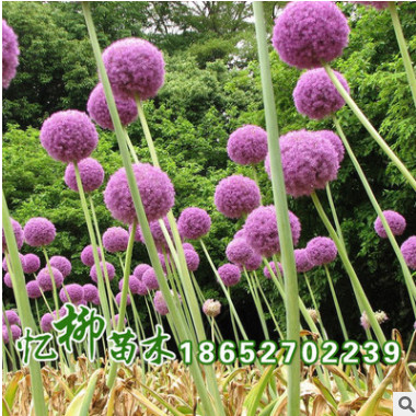 供應花卉種子 大花蔥蘭花卉 種子批發 廠家直銷 包發芽