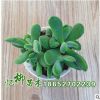 批發(fā)若歌詩多肉植物 凈化空氣 若歌詩多肉 基地直銷 量大從優(yōu)