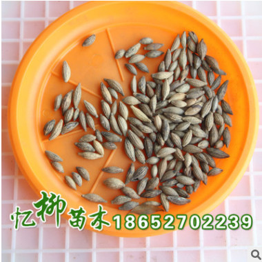 批發桂花樹種子四季桂花種子花卉種子 發芽率高 品種全 量大從優