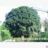 湖南苗圃優(yōu)價(jià)批發(fā)——叢生桂花 叢生桂花樹 獨(dú)桿桂花 規(guī)格齊全