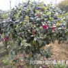 湖南苗木基地供應(yīng)綠化工程苗茶梅 茶梅小苗 茶梅球 茶梅樹