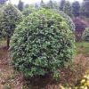 原生態(tài)精品桂花球，大規(guī)格桂花球，八月桂花球，四季桂球