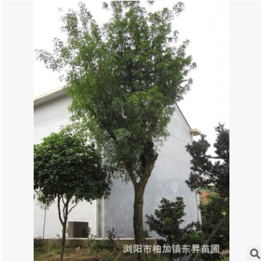 供應30公分移栽欏木石楠，欏木石楠樹，欏木石楠樁景。