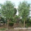 優(yōu)價(jià)批發(fā)供應(yīng)綠化苗木——垂柳 金絲垂柳 各種規(guī)格齊全 歡迎訂購(gòu)