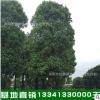 湖南基地供應80~100公分移栽大香樟樹 多頭香樟樹價格優惠