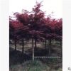 出售精品紅楓盆栽 湖南苗木基地特價出售 樹形優美 現貨供應