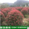 花卉小苗石楠球 高桿紅葉石楠 5公分高桿紅葉石楠基地優惠價直銷