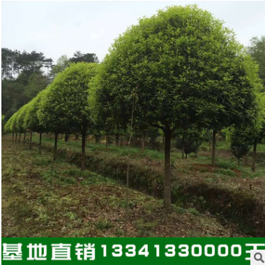 南方特色苗木桂花樹苗10-180cm 四季桂八月桂花樹價格優惠 可聯系