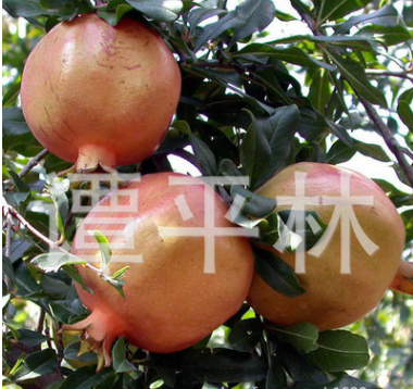 高產(chǎn)甜石榴苗 高成活率水果樹(shù)苗 庭院果樹(shù)種苗 石榴苗批發(fā)
