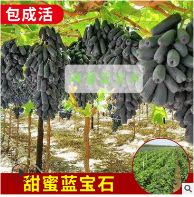 供應 不論品種葡萄苗 占地苗 廠家直供