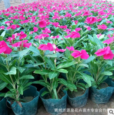 現貨供應 觀賞花卉 綠化植物 長春花 品種繁多 量大從優