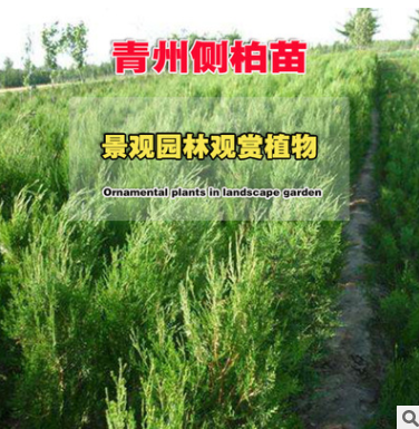 批發側柏苗 側柏樹苗 四季常青工程綠化苗 側柏廠家直銷