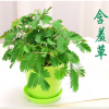 基地直銷 含羞草盆栽 室內(nèi)桌面花卉綠植 可愛(ài)奇趣花卉盆栽