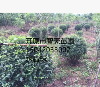 苗木經銷綠化苗木水臘.水臘球.規格齊全成活率高量大優惠