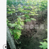 供應優質苗木彩葉樹嫁接普林斯頓黃金風質量保證量大優惠