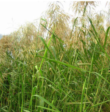基地直銷優質水生植物 蘆葦苗 凈化水質 水生蘆葦花卉