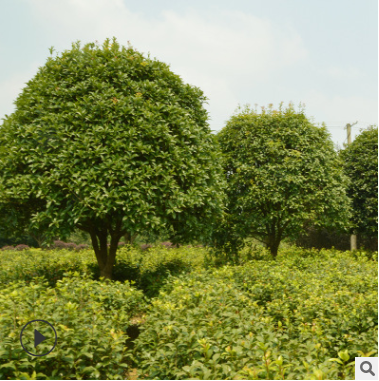 桂花樹(shù) 桂花 園林景觀 八月桂 月月桂 丹桂 苗木