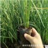 供應馬藺 馬蘭苗 批發各種宿根花卉綠化苗木 別墅小區學校綠化