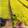 基地直銷 優質佛甲草 屋頂綠化草坪 佛甲草 量大從優 超低價