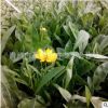 批發 草花花卉種子 大花金雞菊 重瓣金雞菊 基地直批 低價