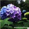 批發八仙花繡球花苗變色盆栽花卉庭院盆栽地栽無盡夏繡球