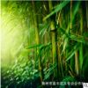 批發竹子苗青竹苗黃金竹早園竹庭院觀賞植物四季常青