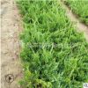 基地直銷工程綠化小苗 龍柏條 龍柏苗 規格齊全 小龍柏樹苗