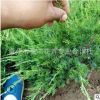 龍柏苗批發 規格齊全 貨源足 小龍柏批發 綠化苗木 低價批發