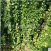 北海道黃楊綠籬 常青植物 北海道黃楊批發 貨源足 量大優惠