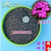 批發2018年新種子美國石竹種子綠化須苞石竹五彩石竹包郵貨到付款