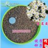 批發2018年新種子茼蒿菊種子綠化芳香花卉盆栽蓬蒿菊包郵貨到付款