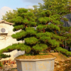 福建漳州日本黑松