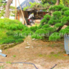 福建漳州日本黑松