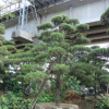 福建漳州龍柏造型